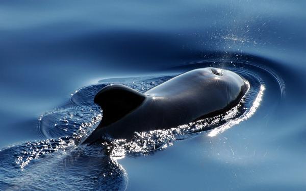 Verantwortungsbewusstes Whale Watching: Ein Leitfaden für nachhaltige Begegnungen mit den Giganten der Meere