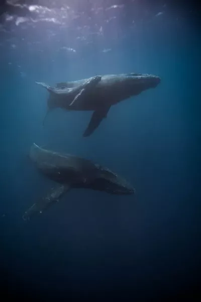 Majestätische Riesen: Die Walwelt der Kanarischen Inseln